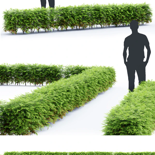 Thuja  hedge — Скачать