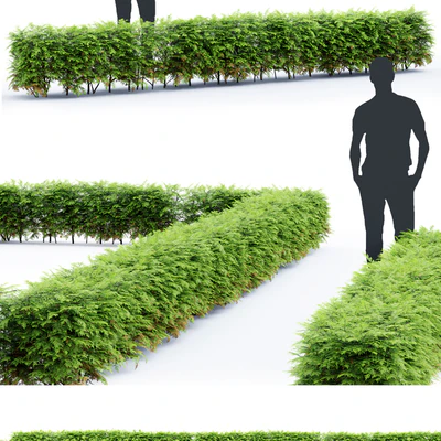 Thuja  hedge — Вид 2