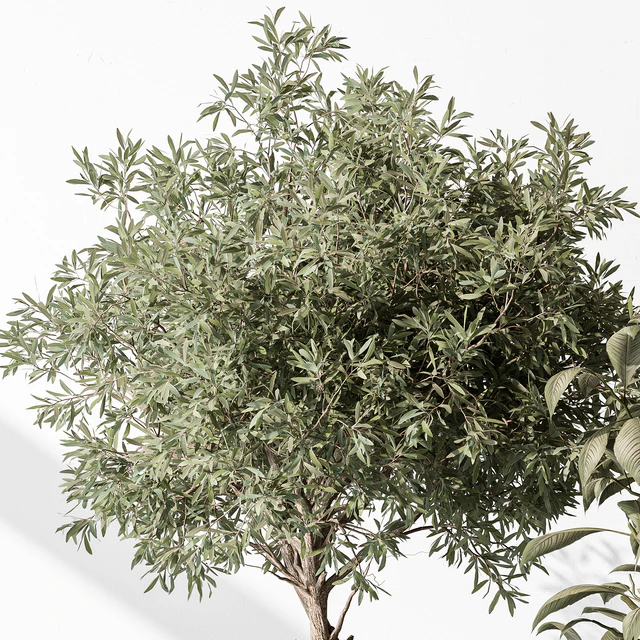 Indoor Plant 531 -Tree in Pot — Descargar