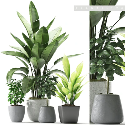 Plants 176 — Вид 1