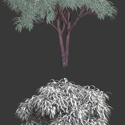 Deciduous tree with fruit - Medlar — Ver 2