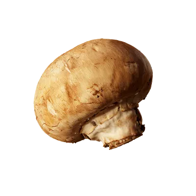 gilled mushroom 001 — Скачать
