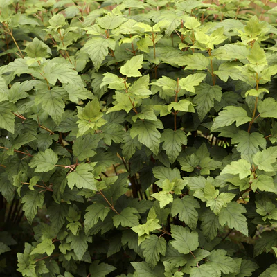 Physocarpus hedge — Вид 4