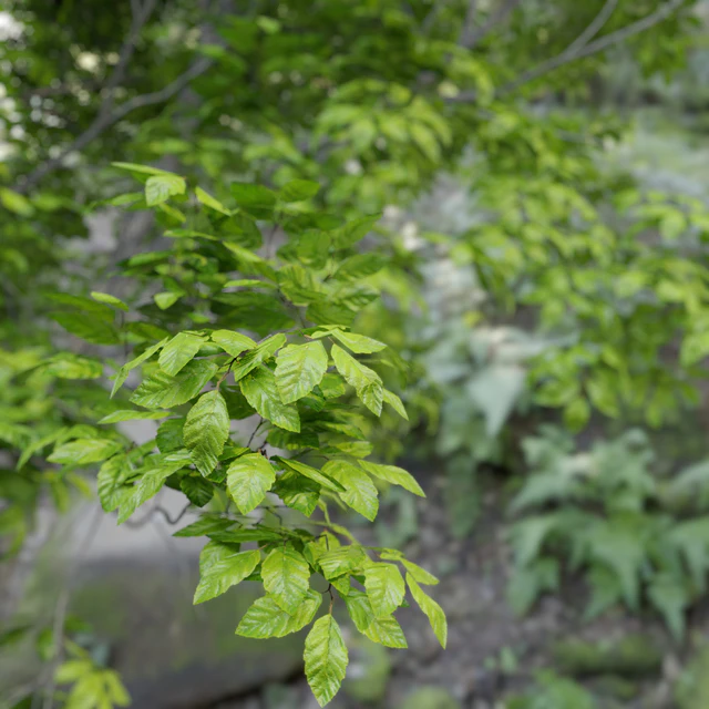 Red Alder (Alnus rubra) — Descargar