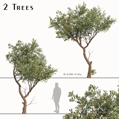 Set of Fruitless Olive Trees (Olea Europaea) (2 Trees) — Ver 1
