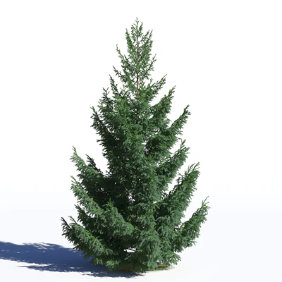 coniferous trees 031 — Descargar