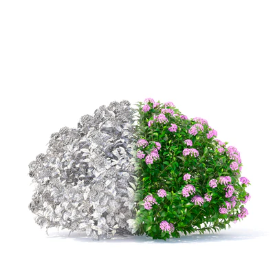 Спирея японская кусты | Spiraea japonica Little Princess — Вид 4