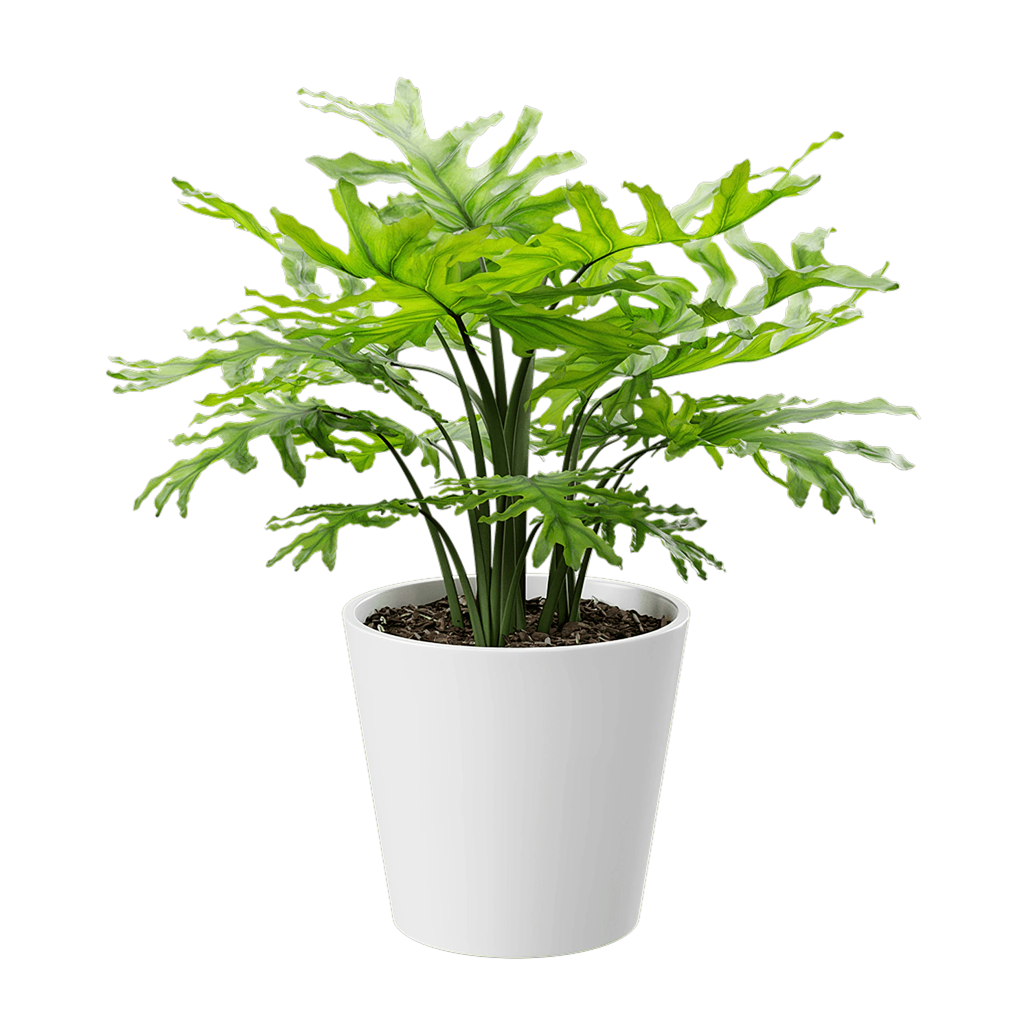 plant monstera 002 — Descargar