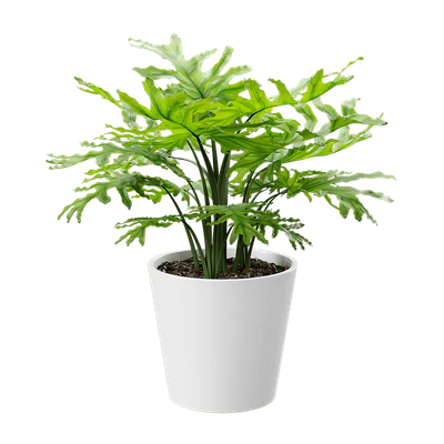 plant monstera 002 — Descargar