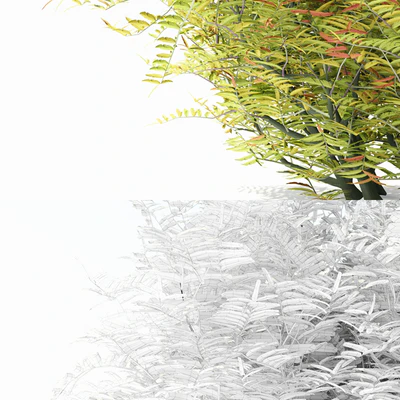 Рябинник рябинолистный куст | Sorbaria sorbifolia — Вид 3