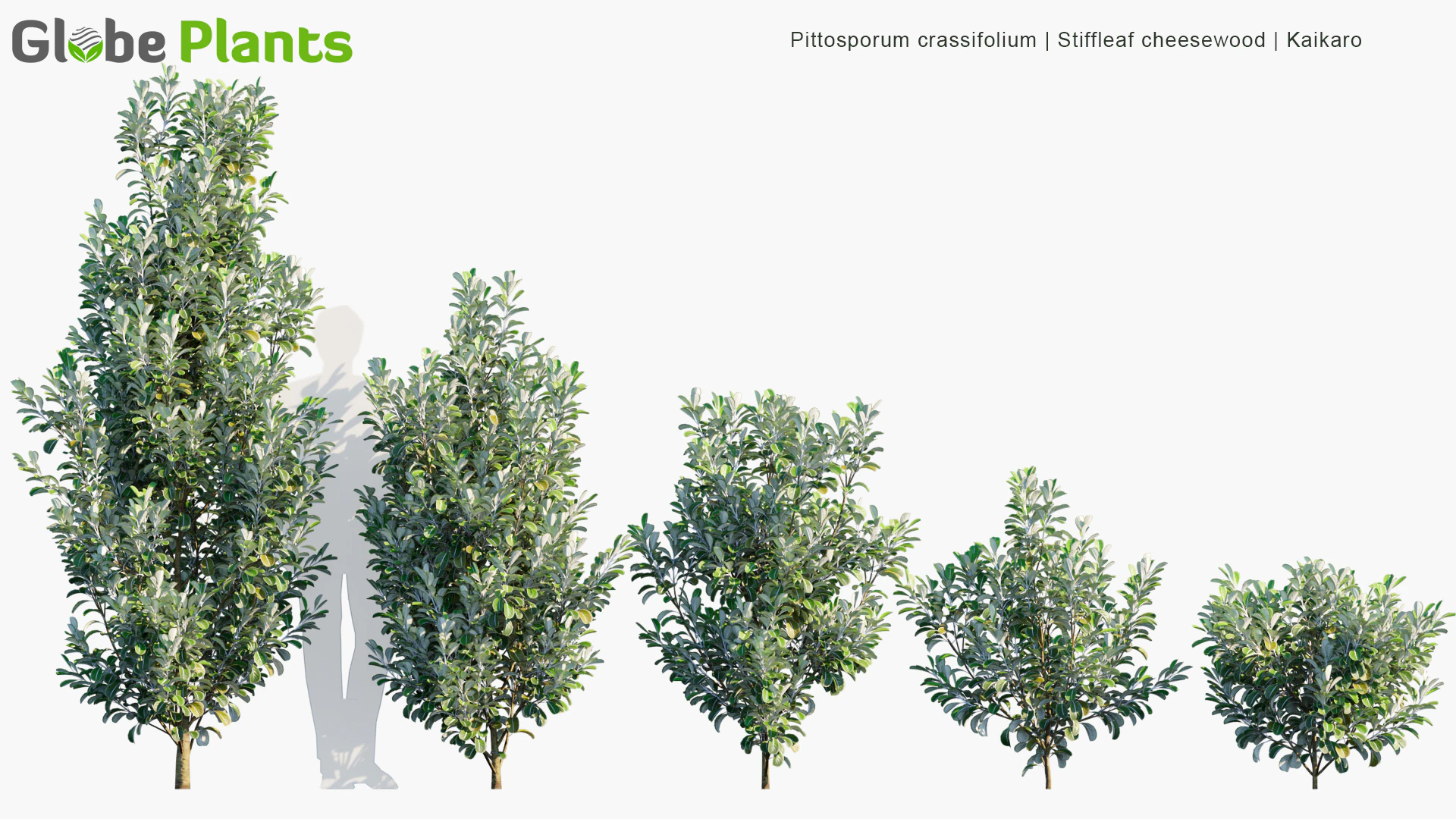 pittosporum crassifolium — Скачать