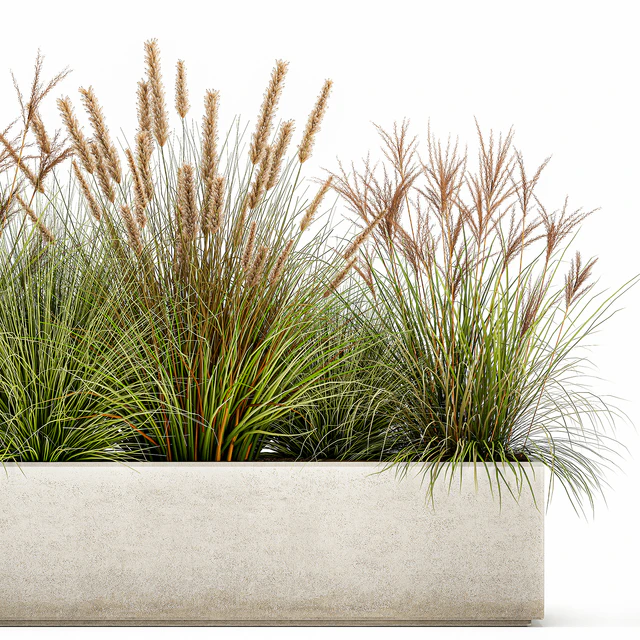 Collection of plants in a pot Pampas grass, reeds, flowerbed, landscaping, bushes. Set 1074. — Descargar