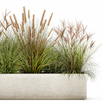 Collection of plants in a pot Pampas grass, reeds, flowerbed, landscaping, bushes. Set 1074. — Ver 5