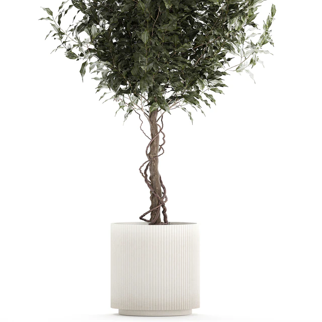 Beautiful interior tree in a modern pot Ficus benjamina. 1232 — Descargar