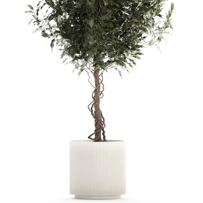 Beautiful interior tree in a modern pot Ficus benjamina. 1232 — Ver 5