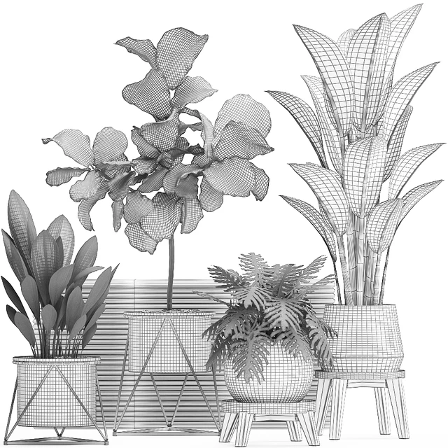 A collection of plants in modern white pots on legs with a small tree Ficus lirata, Philodendron, banana. Set 460.s — Download