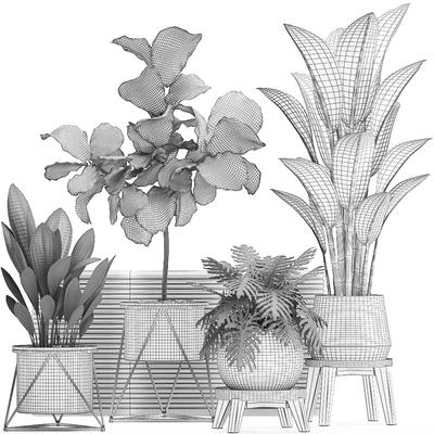 A collection of plants in modern white pots on legs with a small tree Ficus lirata, Philodendron, banana. Set 460.s — View 3