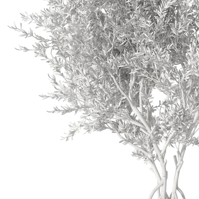 Indoor living plant in a pot 05 — Descargar