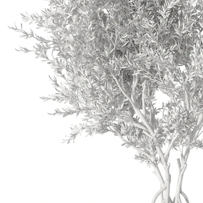 Indoor living plant in a pot 05 — Ver 2