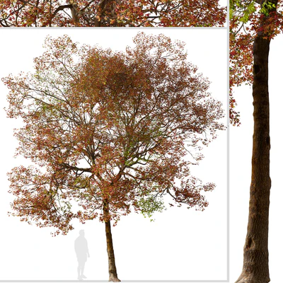 Set of American Sweet Gum Tree (Liquidambar styraciflua) (2 Trees) — Вид 5