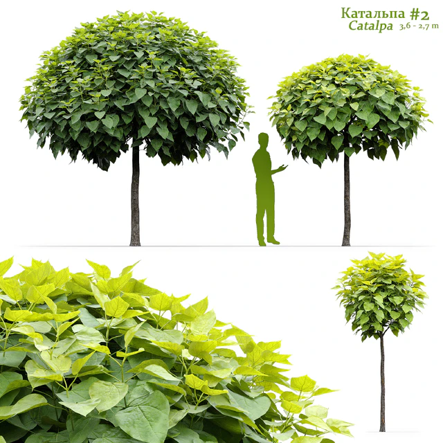 Катальпа / Catalpa #2 — Скачать