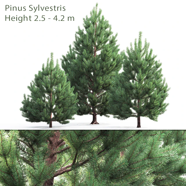 Pine — Descargar