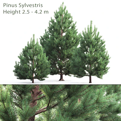 Pine — Ver 1