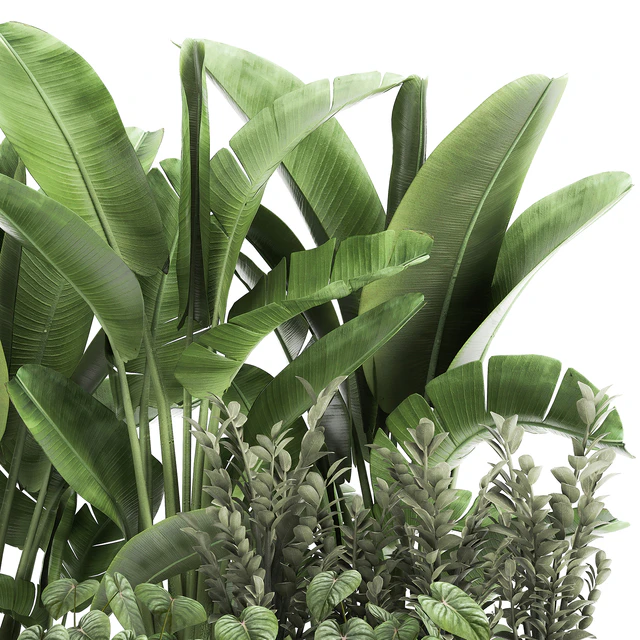Collection of plants in potted flower beds with Thickets, Strelitzia, banana, Zamiokulkas, Philodendron, jungle. Set 914. — Descargar