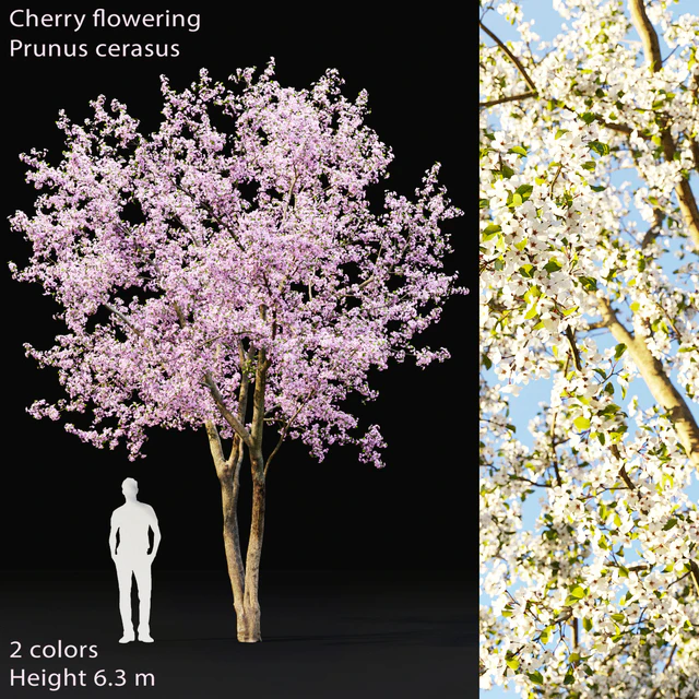 Prunus cerasus | Cherry flowering # 2 — Descargar