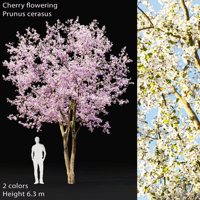 Prunus cerasus | Cherry flowering # 2 — Ver 1