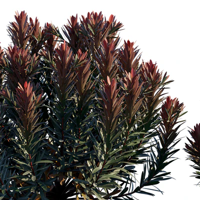 Euphorbia Blackbird | Cushion Spurge — Вид 2