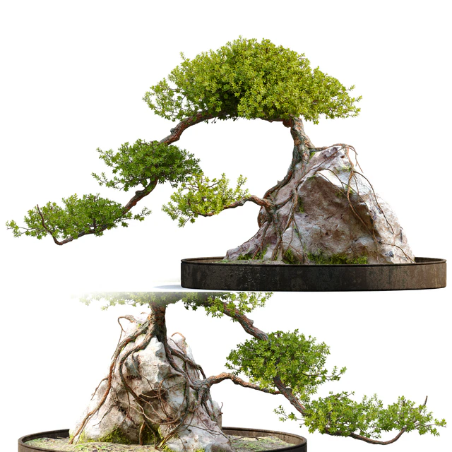 Bonsai plant 04 — Скачать