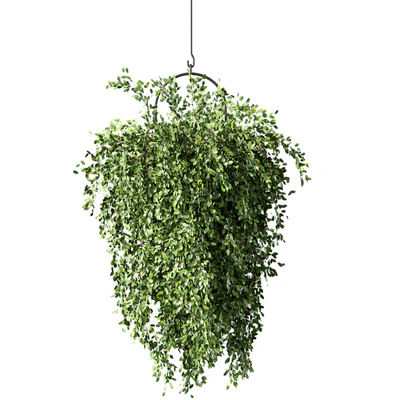 Hanging Plant Set.168 — View 3