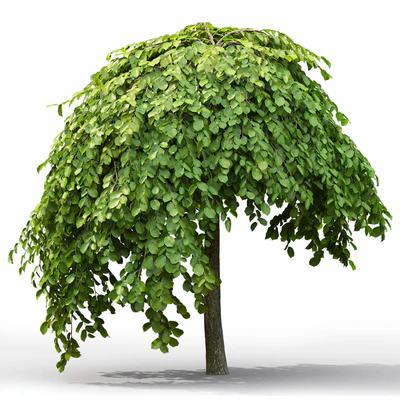Elm — Вид 4