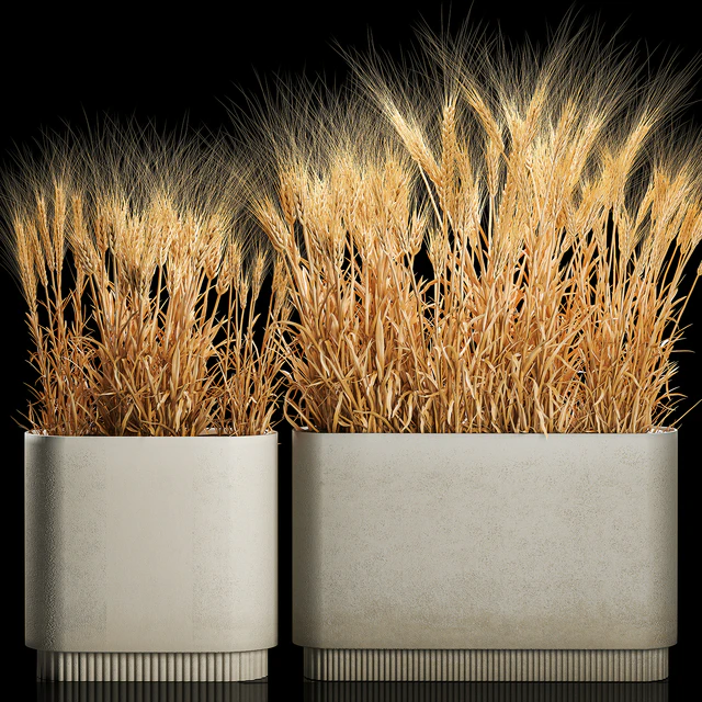 Bushes of spikelets of dry wheat in flowerpots dried flowers, eco style. Plant collection 1204 — Descargar