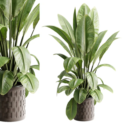 Ravenala plant in a pot - set indoor plant 686 — Ver 1