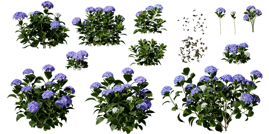 bigleaf hydrangea 001 — Скачать