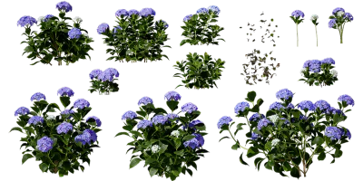 bigleaf hydrangea 001 — Скачать
