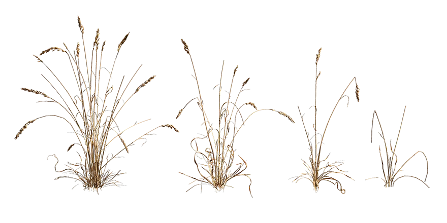 wheat grass 001 — Скачать