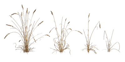 wheat grass 001 — Скачать