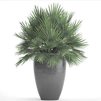 Chamaerops palm, Chamaerops, palm tree, bush, pot, flowerpot, outdoor, decorative, interior — Ver 3