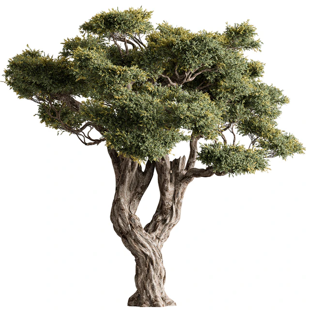 Ola Tree Set 294 — Скачать