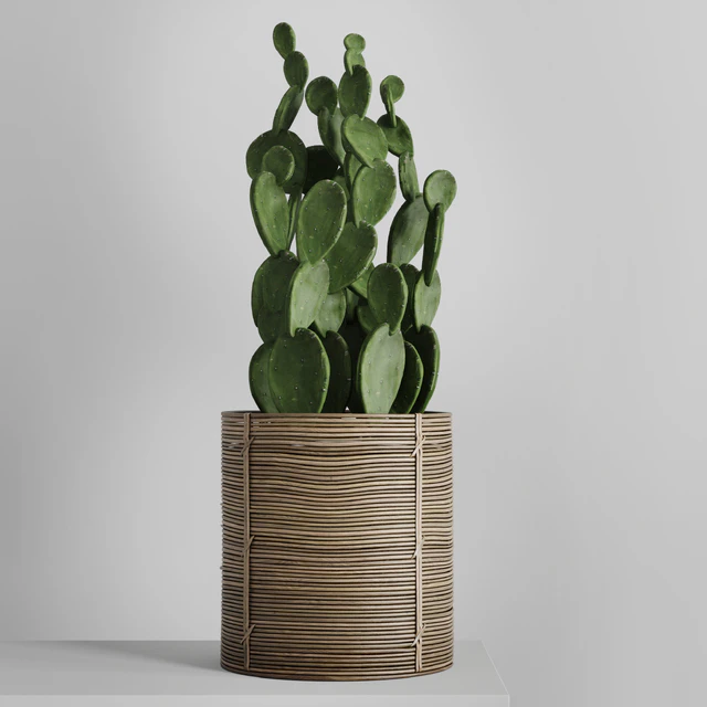 Cactus in basket — Descargar