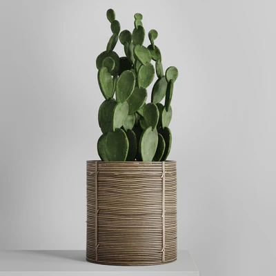 Cactus in basket — Ver 3