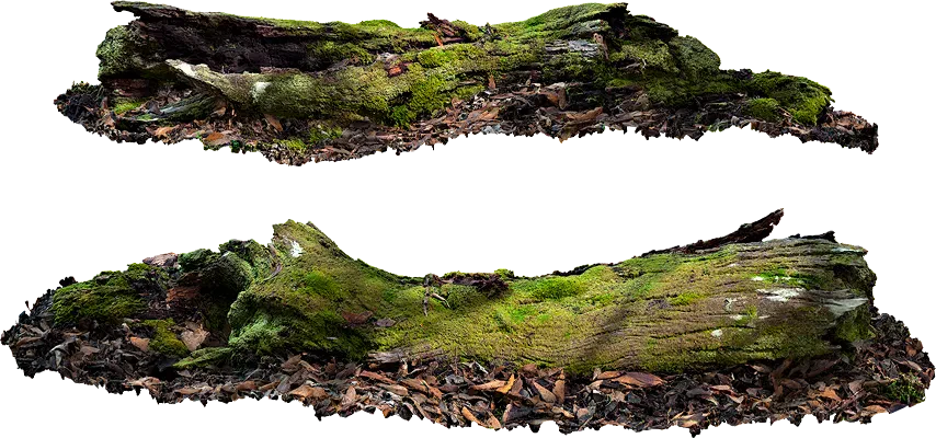 mossy wooden log 001 — Descargar