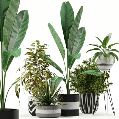 Plants collection 114 — Ver 1