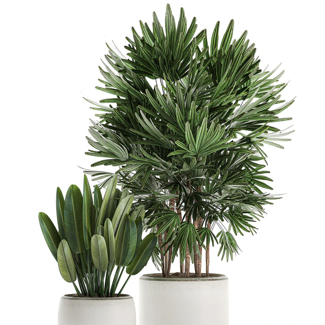 Beautiful small lush ornamental palm bushes in a white modern pot with strelitzia, Rhapis. Set 502. — Descargar