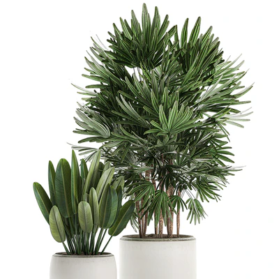 Beautiful small lush ornamental palm bushes in a white modern pot with strelitzia, Rhapis. Set 502. — Ver 3