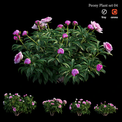 Peony plant set 04 — Ver 4