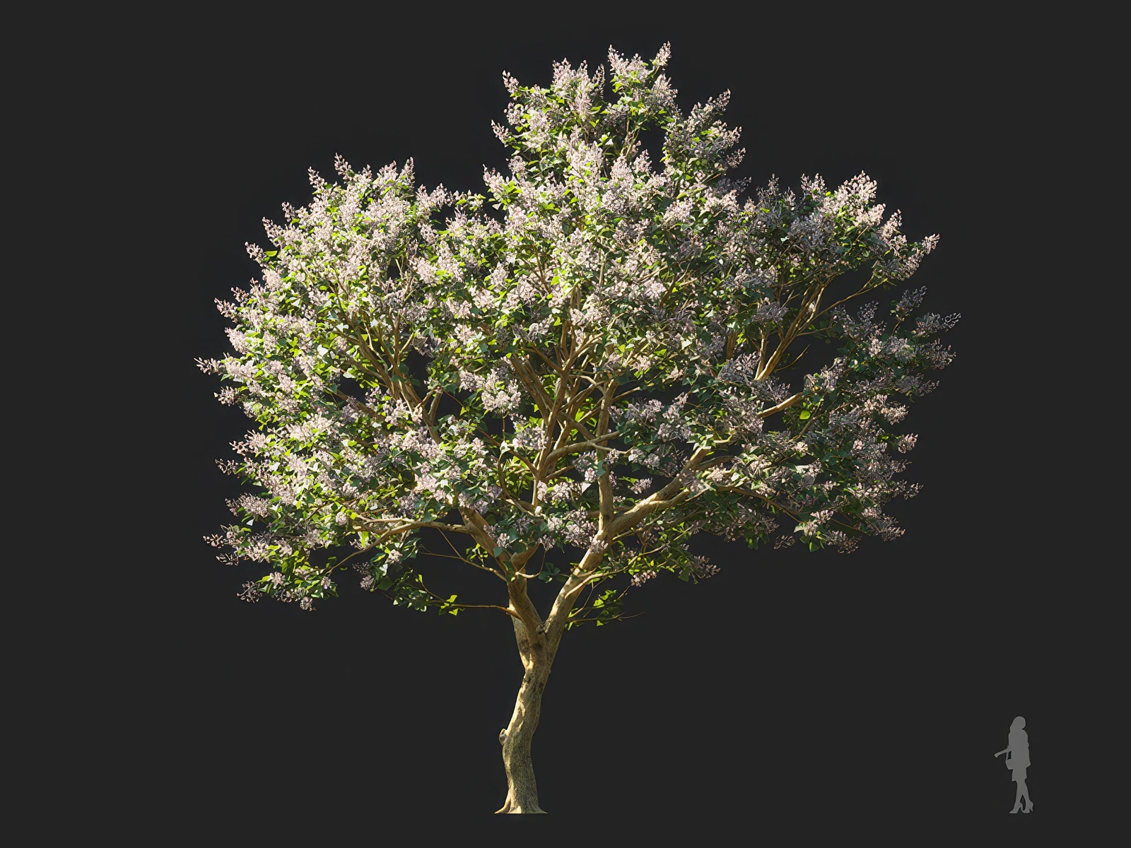 paulownia elongata 003 — Скачать